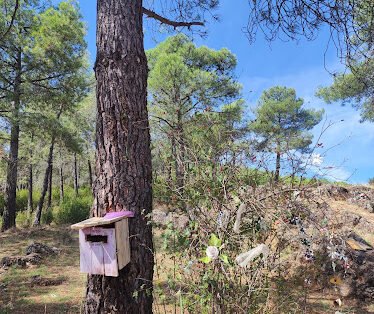 El Bosque Mágico