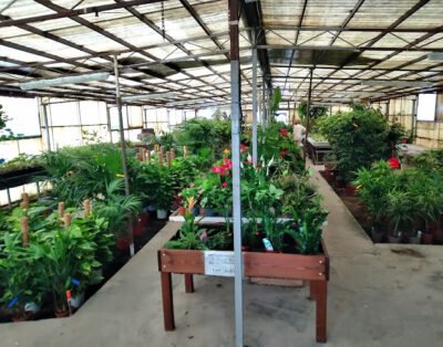 Horticultura Ventosa de Pisuerga Viveros